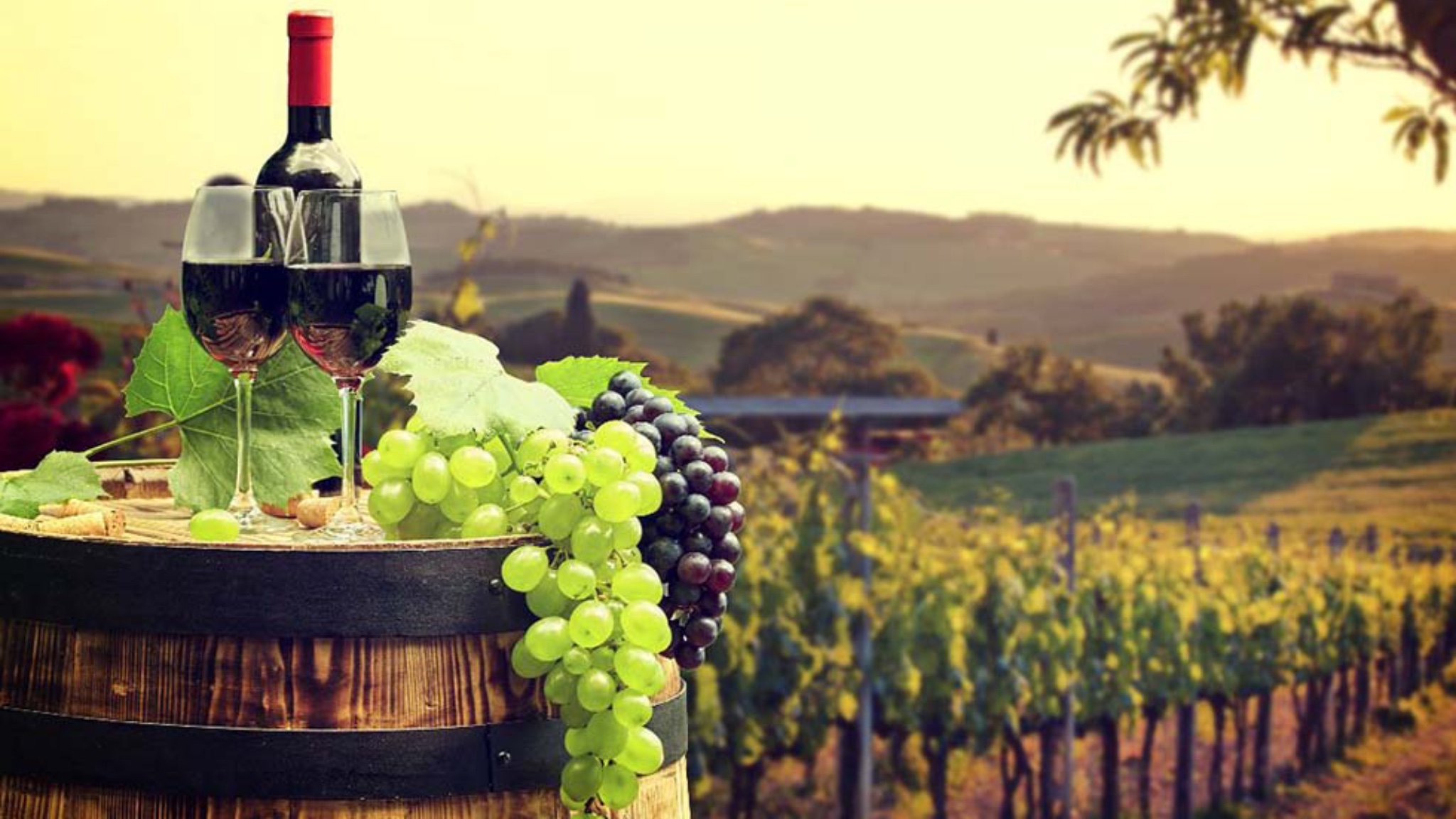 ¿Dónde se produce el mejor vino de México? Estas son las 4 regiones imperdibles