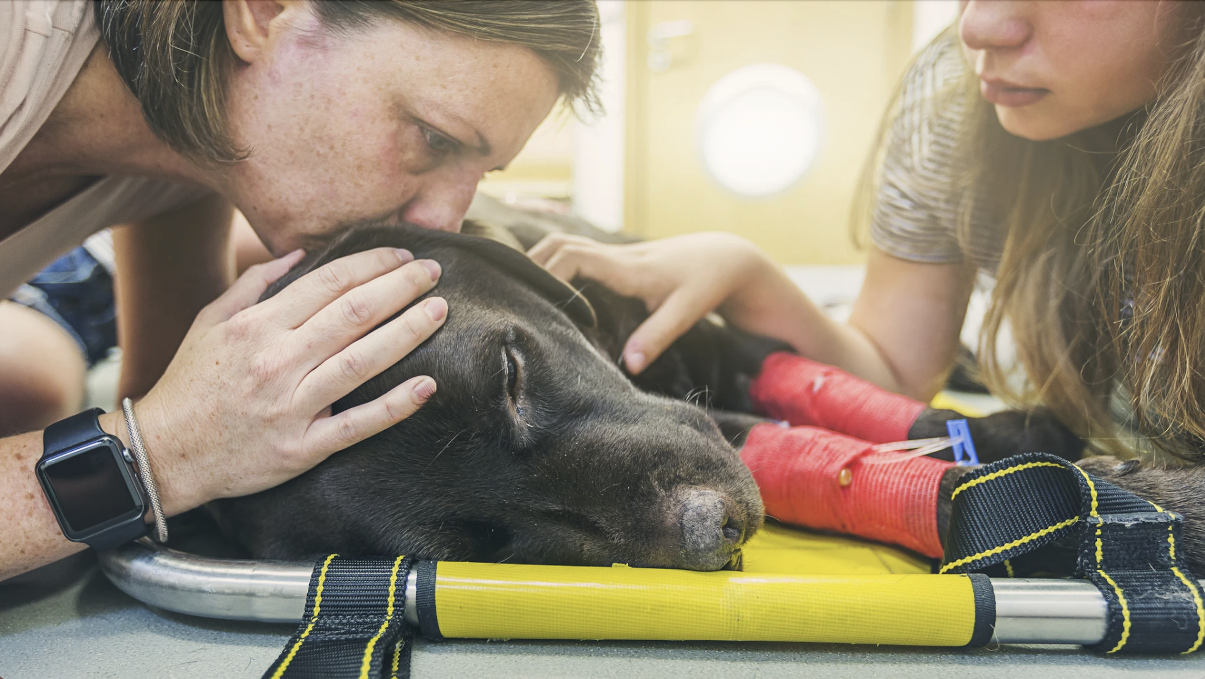 Perder a un perro duele como perder a un ser querido, confirma la ciencia