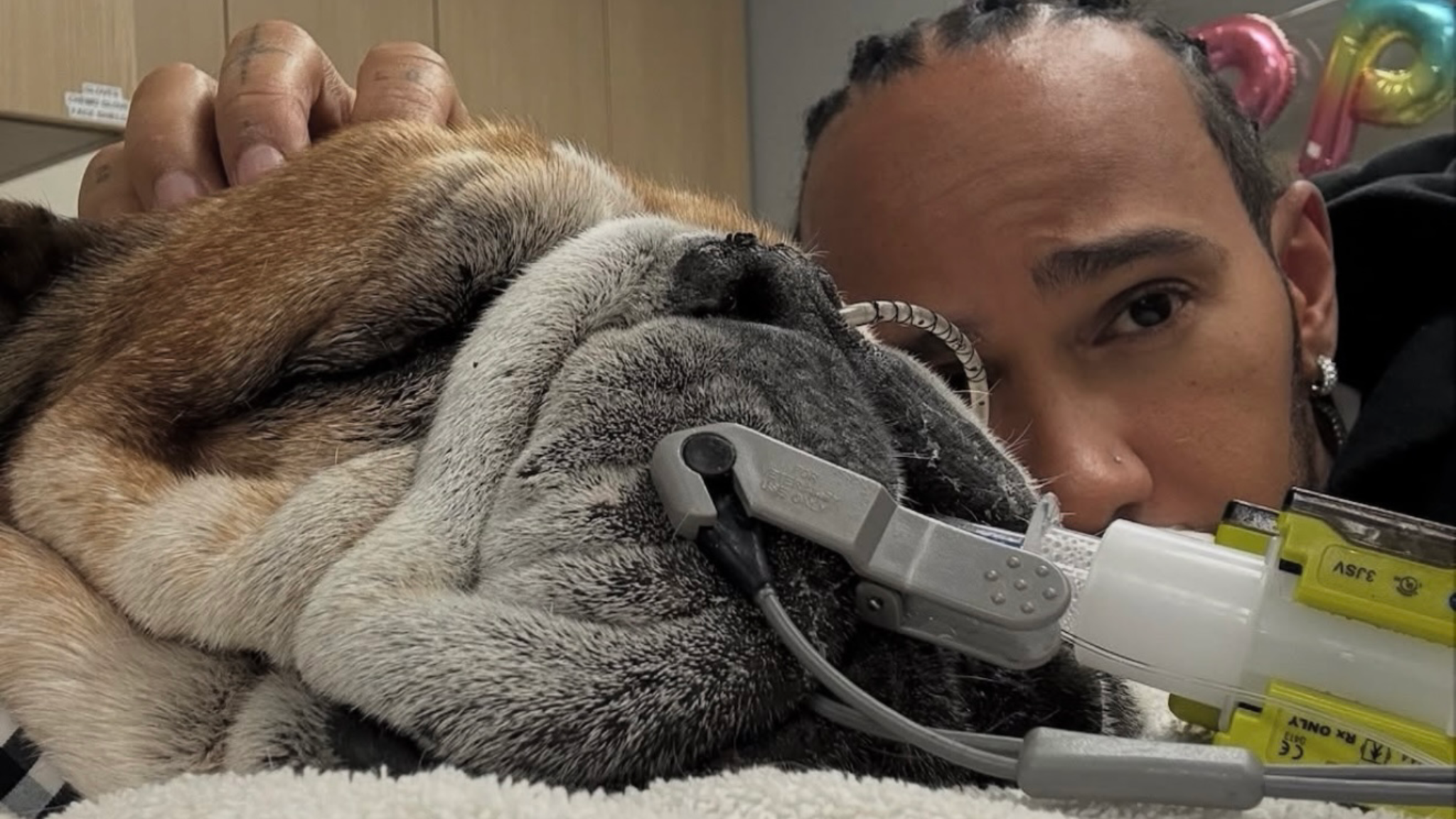 lewis-hamilton-pide-oraciones-por-roscoe-la-emotiva-historia-del-bulldog-mas-querido-de-la-f1