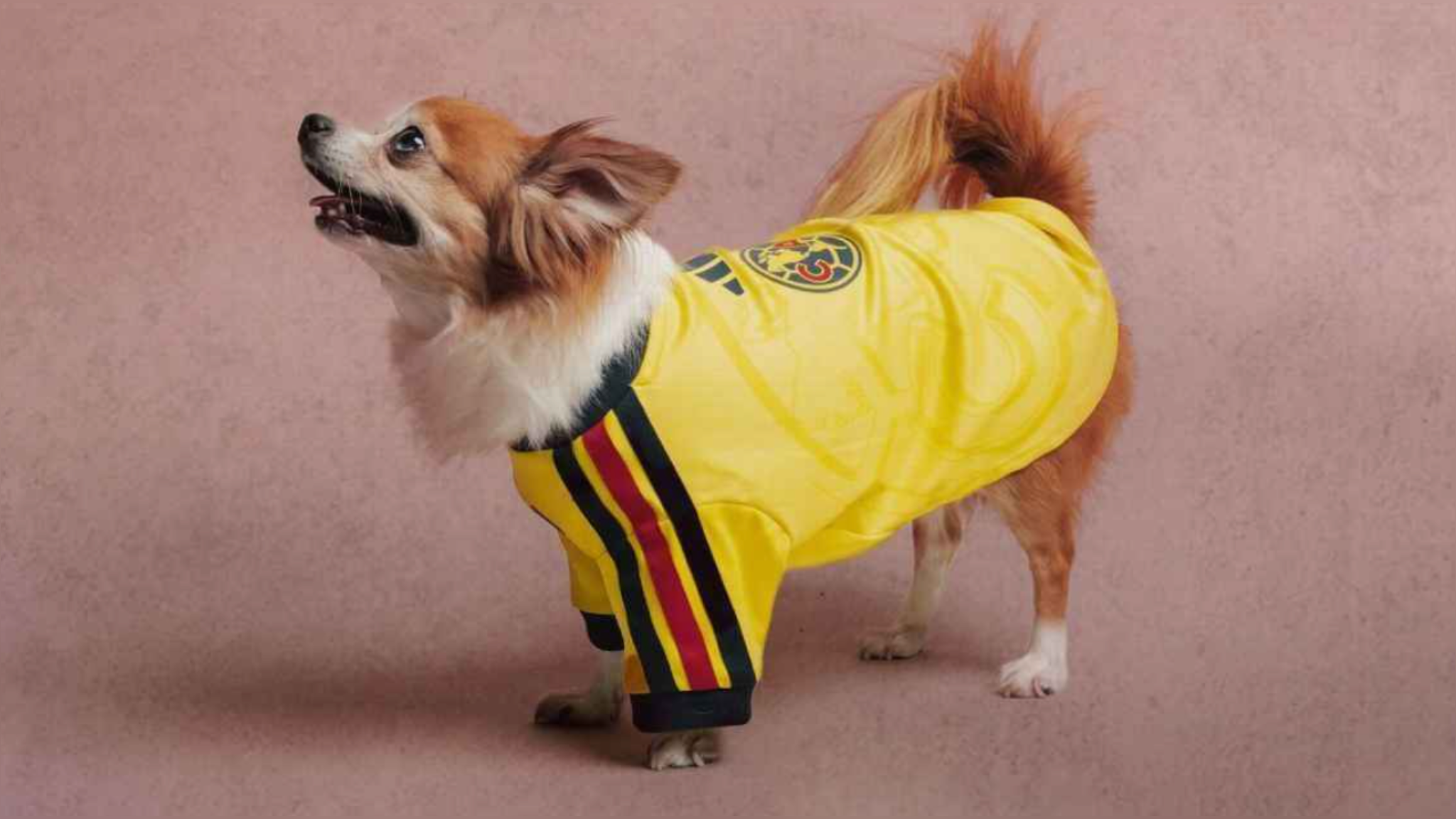 adidas lanza camisetas para perros de Real Madrid, Liverpool, Club América y más equipos